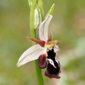Tořič Reinholdův pravý (Ophrys...