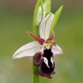 Tořič Reinholdův pravý (Ophrys...