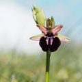 Tořič sipontský (Ophrys sipontensis)