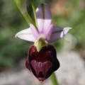 Tořič sršňonosný pollinský (ophrys...