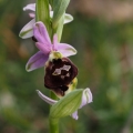 Tořič sršňonosný pollinský (ophrys...