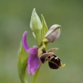 Tořič střečkonosný (Ophrys oestrifera...