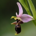 Tořič střečkonosný (Ophrys oestrifera...