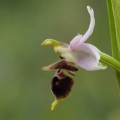 Tořič střečkonosný (Ophrys oestrifera...