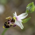 Tořič střečkonosný (Ophrys oestrifera...