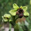 Tořič trubcovitý (Ophrys bombyliflora)