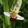 Tořič včelonosný (Ophrys apifera)