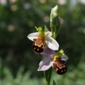Tořič včelonosný (Ophrys apifera)