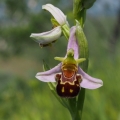 Tořič včelonosný (Ophrys apifera)