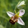 Tořič včelonosný (Ophrys apifera)