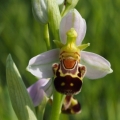 Tořič včelonosný (Ophrys apifera)