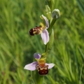 Tořič včelonosný (Ophrys apifera)