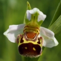 Tořič včelonosný (Ophrys apifera)