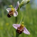 Tořič včelonosný (Ophrys apifera)