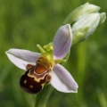 Tořič včelonosný (Ophrys apifera)