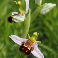 Tořič včelonosný (Ophrys apifera)