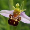 Tořič včelonosný (Ophrys apifera)