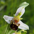 Tořič včelonosný (Ophrys apifera)