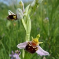 Tořič včelonosný (Ophrys apifera)