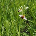 Tořič včelonosný (Ophrys apifera)