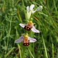 Tořič včelonosný (Ophrys apifera)