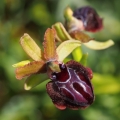 Tořič velikonoční gargánský (Ophrys...
