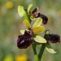 Tořič velikonoční gargánský (Ophrys...