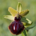 Tořič velikonoční gargánský (Ophrys...