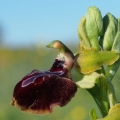 Tořič velikonoční gargánský (Ophrys...