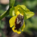 Tořič žlutý fryžský (Ophrys lutea...