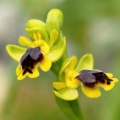 Tořič žlutý fryžský (Ophrys lutea...