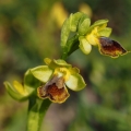 Tořič žlutý medový (Ophrys pseudomelena)