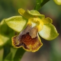 Tořič žlutý medový (Ophrys pseudomelena)