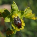 Tořič žlutý (Ophrys lutea subsp.lutea)