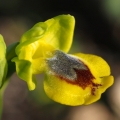 Tořič žlutý pravý (Ophrys lutea subsp...