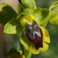 Tořič žlutý pravý (Ophrys lutea...