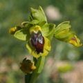 Tořič žlutý pravý (Ophrys lutea...
