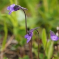 Tučnice obecná (Pinguicula vulgaris)