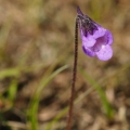 Tučnice obecná (Pinguicula vulgaris)