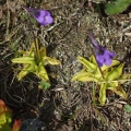 Tučnice obecná (Pinguicula vulgaris)