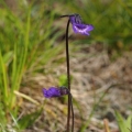 Tučnice obecná (Pinguicula vulgaris)
