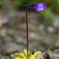 Tučnice obecná (Pinguicula vulgaris)