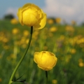 Upolín nejvyšší (Trollius altissimus)