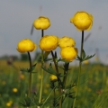 Upolín nejvyšší (Trollius altissimus)