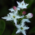 Vachta trojlistá (Menyanthes trifoliata)