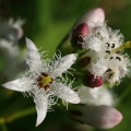 Vachta trojlistá (Menyanthes trifoliata)