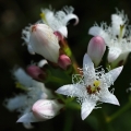 Vachta trojlistá (Menyanthes trifoliata)