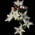 Vachta trojlistá (Menyanthes trifoliata)
