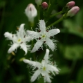 Vachta trojlistá (Menyanthes trifoliata)