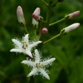 Vachta trojlistá (Menyanthes trifoliata)